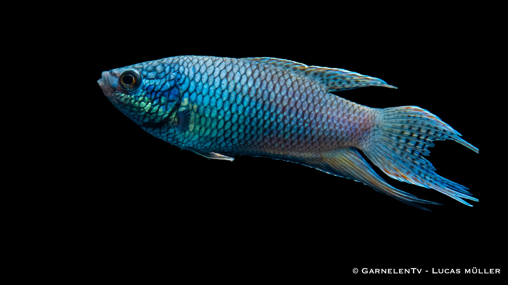 Makropode Schwarz Royal Blue im Aquarium