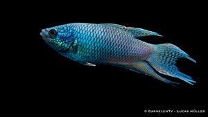 Makropode Schwarz Royal Blue im Aquarium