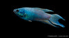 Makropode Schwarz Royal Blue - Macropodus spechti (DNZ)