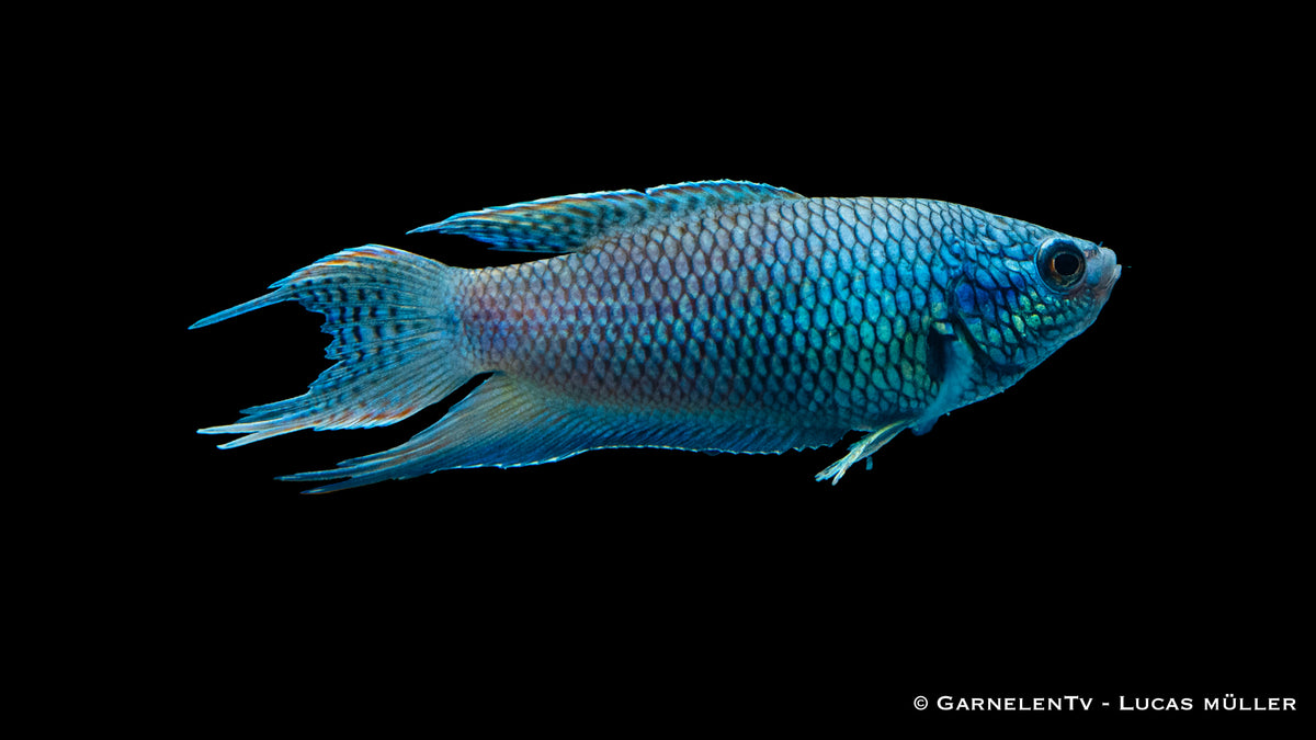 Makropode Schwarz Royal Blue paarweise im Aquarium