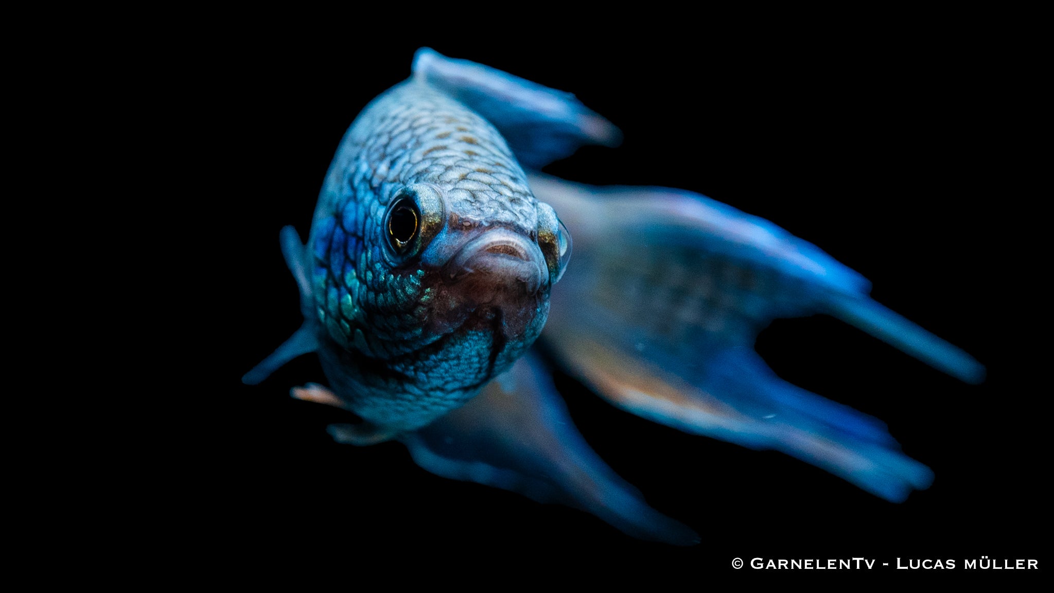 Makropode Schwarz Royal Blue - Macropodus spechti (DNZ)