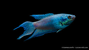 Makropode Schwarz Royal Blue bei der Fütterung