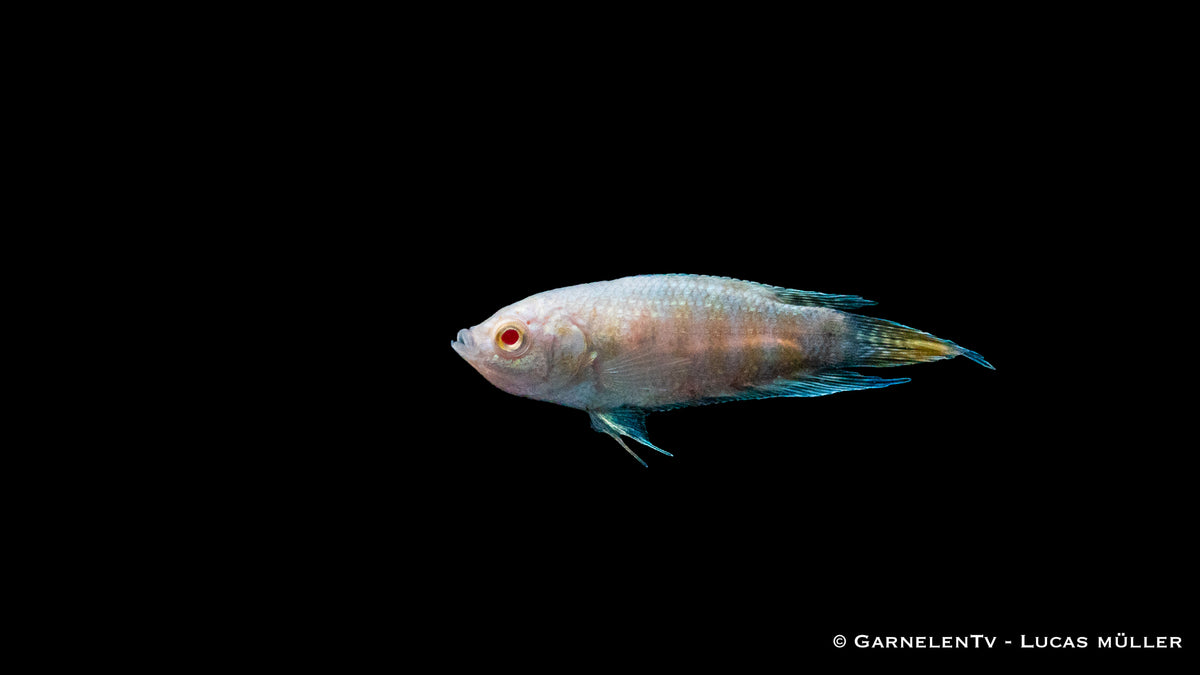 Makropode Albino mit Futter