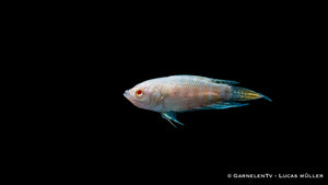 Makropode Albino mit Futter