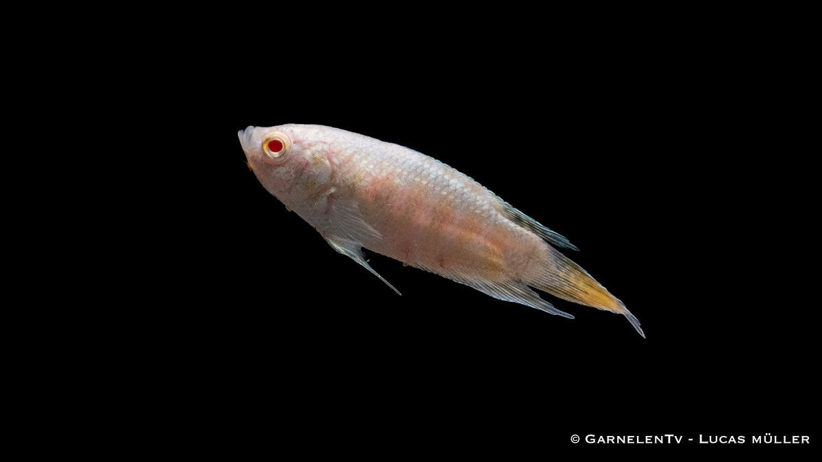Makropode Albino bei 22-26°C Temperatur