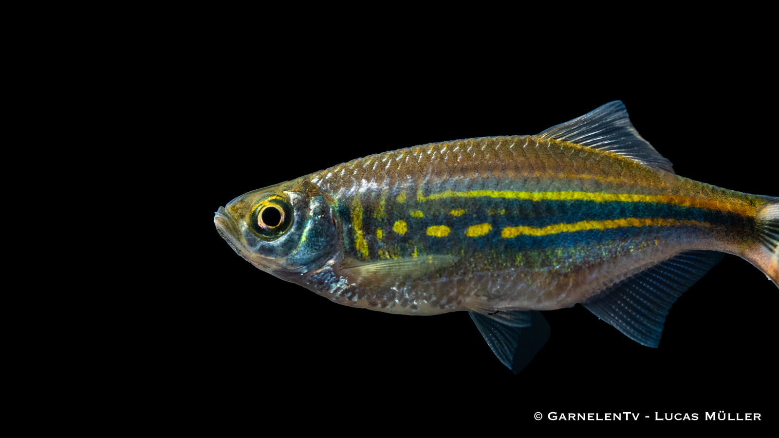 Malabarbärbling (Danio malabaricus) im Aquarium