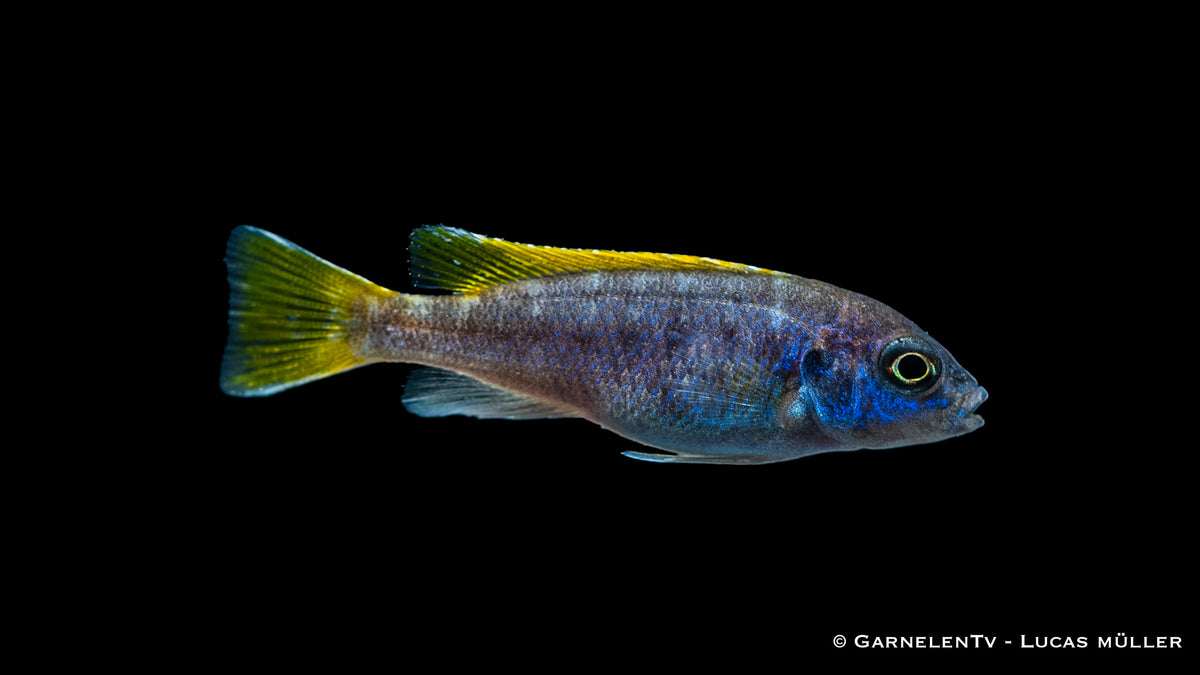 Malawisee-Cichlide Pseudotropheus sp. Acei beim Fressen