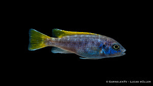 Malawisee-Cichlide Pseudotropheus sp. Acei beim Fressen