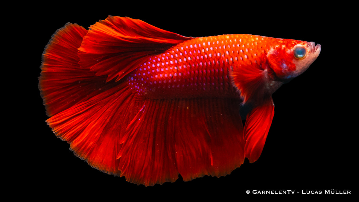 Male Halfmoon Betta fish moving gracefully in water