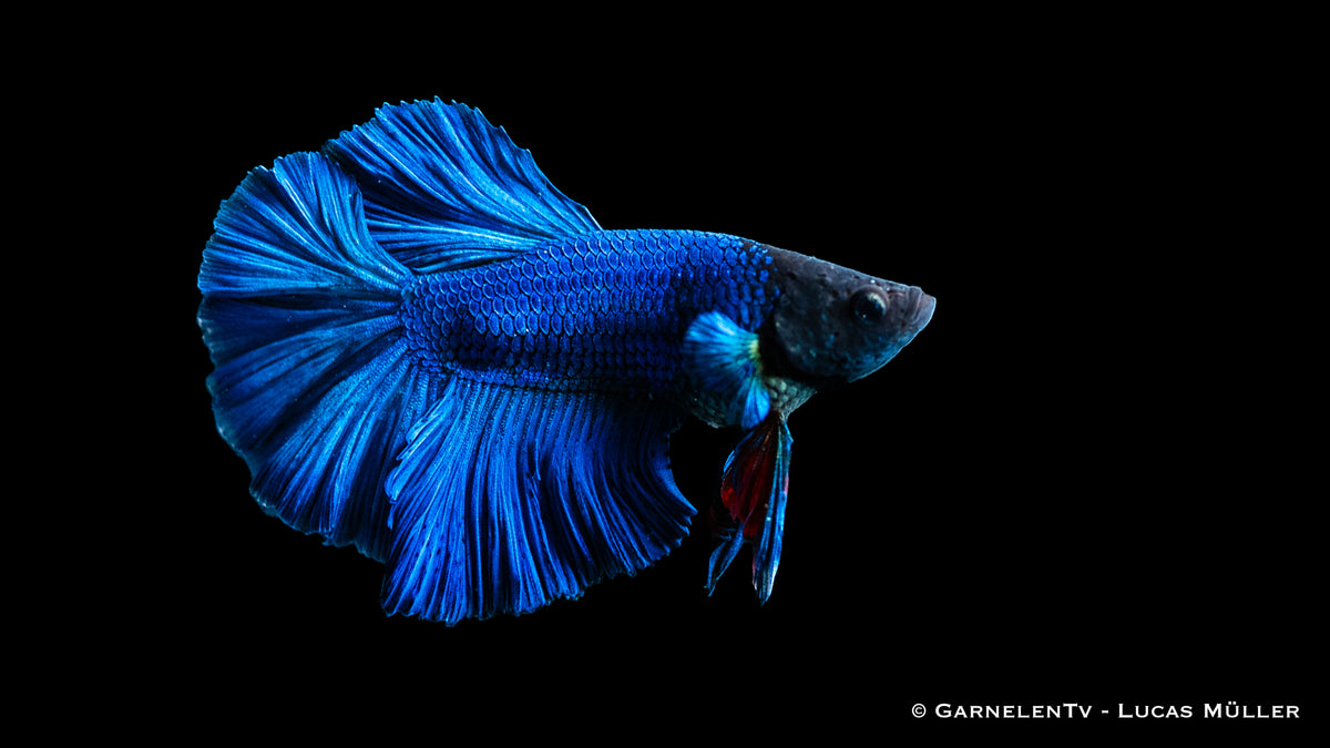 Male Halfmoon Betta showing off its stunning tail in an aquarium