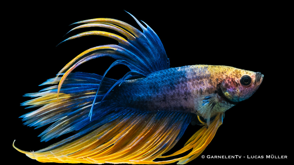 Male Kammschwanz Betta swimming in a tank with aquatic plants
