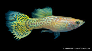 Male Lemon Guppy showing off its unique bright colors
