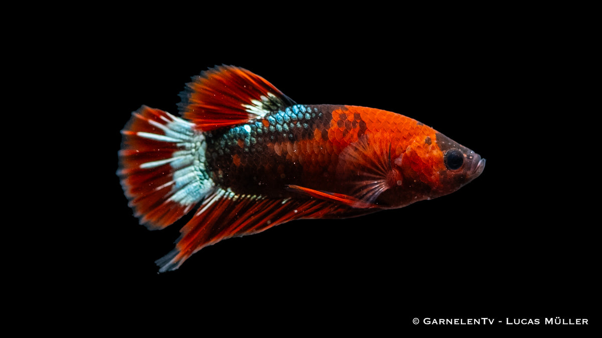 Male Plakat Koi Hellboy swimming gracefully in water