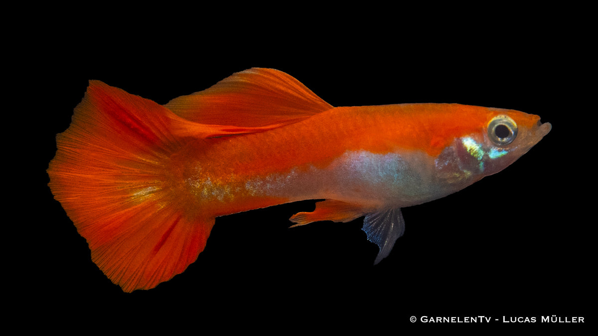 Male Red Blond Guppy swimming with other aquarium fish