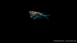 Carnegiella strigata fasciata schwimmt an der Wasseroberfläche