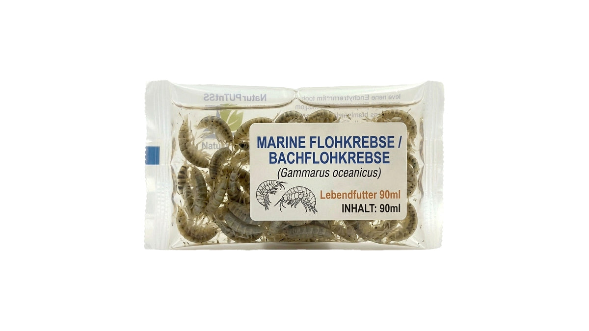 Marine Flohkrebse | Bachflohkrebse - Gammarus oceanicus - Lebendfutter