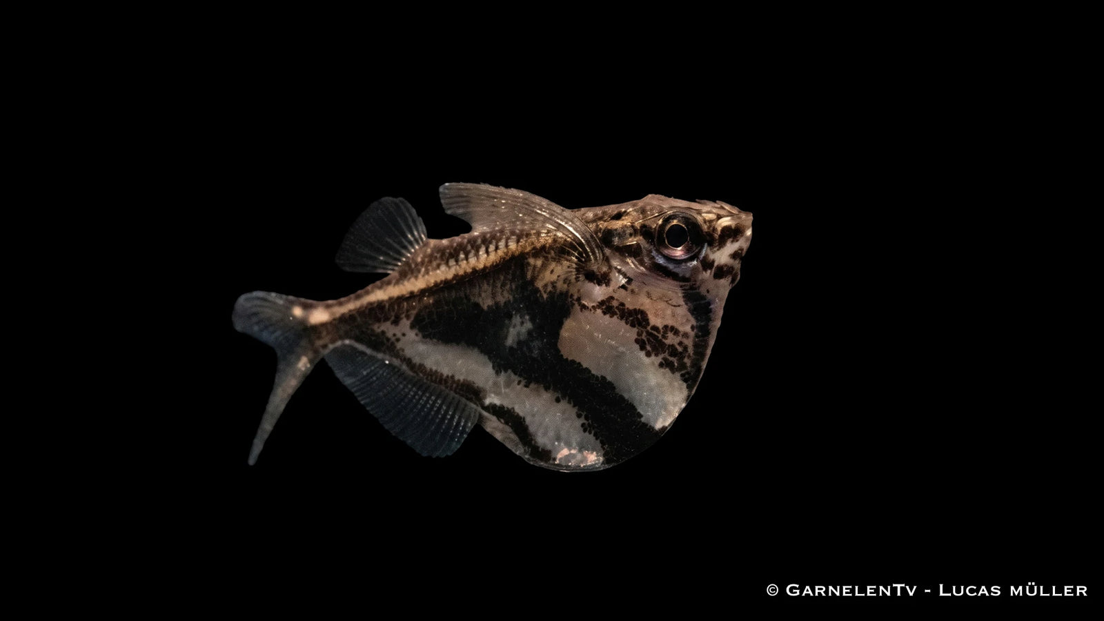Marmorbeilbauch -  Carnegiella strigata fasciata bei GarnelenTv