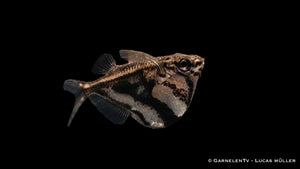 Marmorbeilbauch -  Carnegiella strigata fasciata