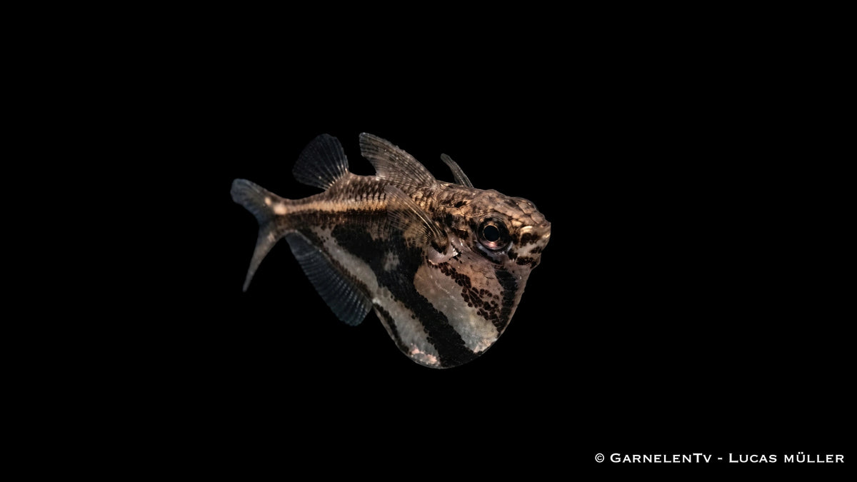 Marmorbeilbauch -  Carnegiella strigata fasciata