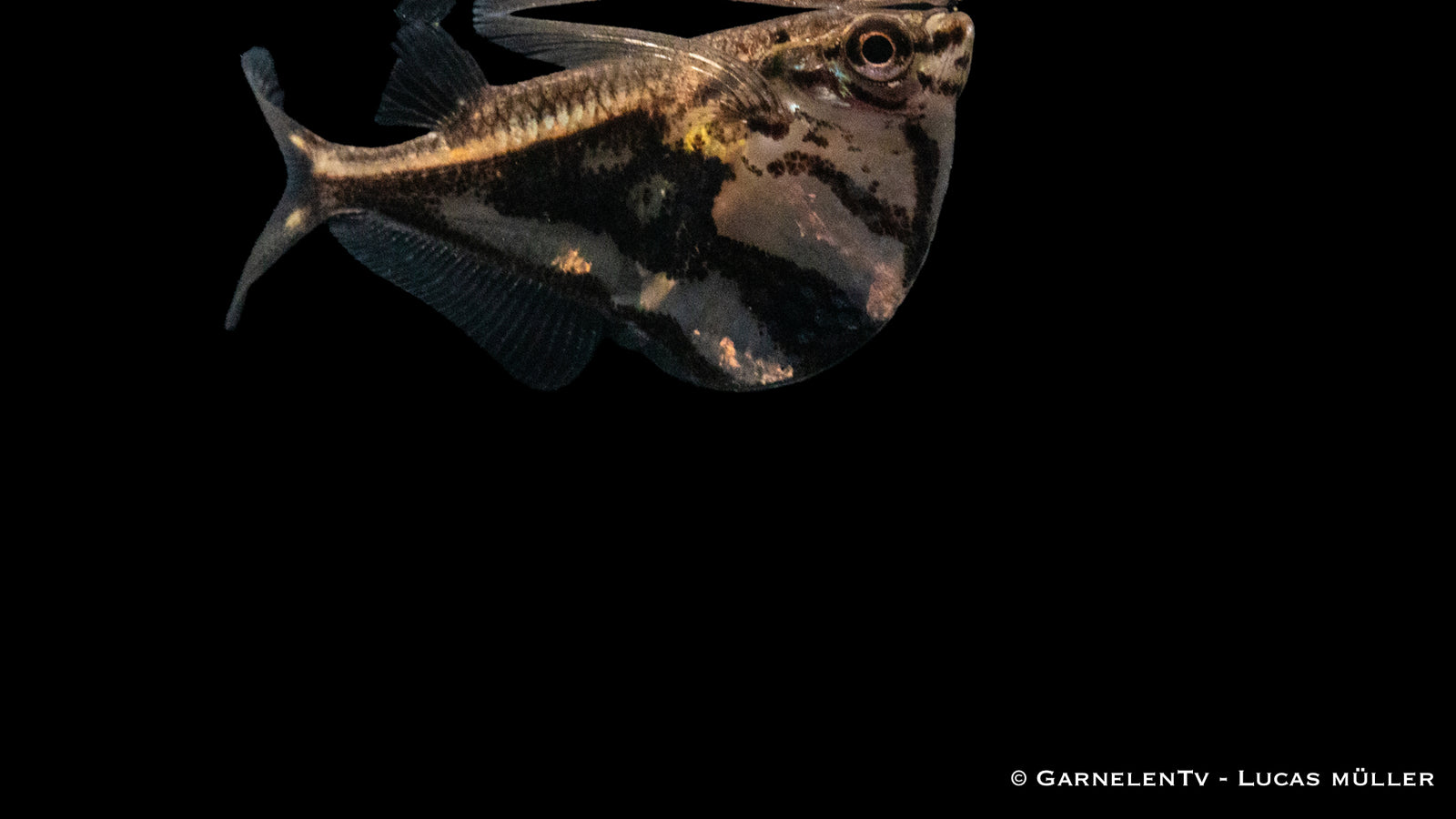 Marmorbeilbauch Carnegiella strigata fasciata im Aquarium