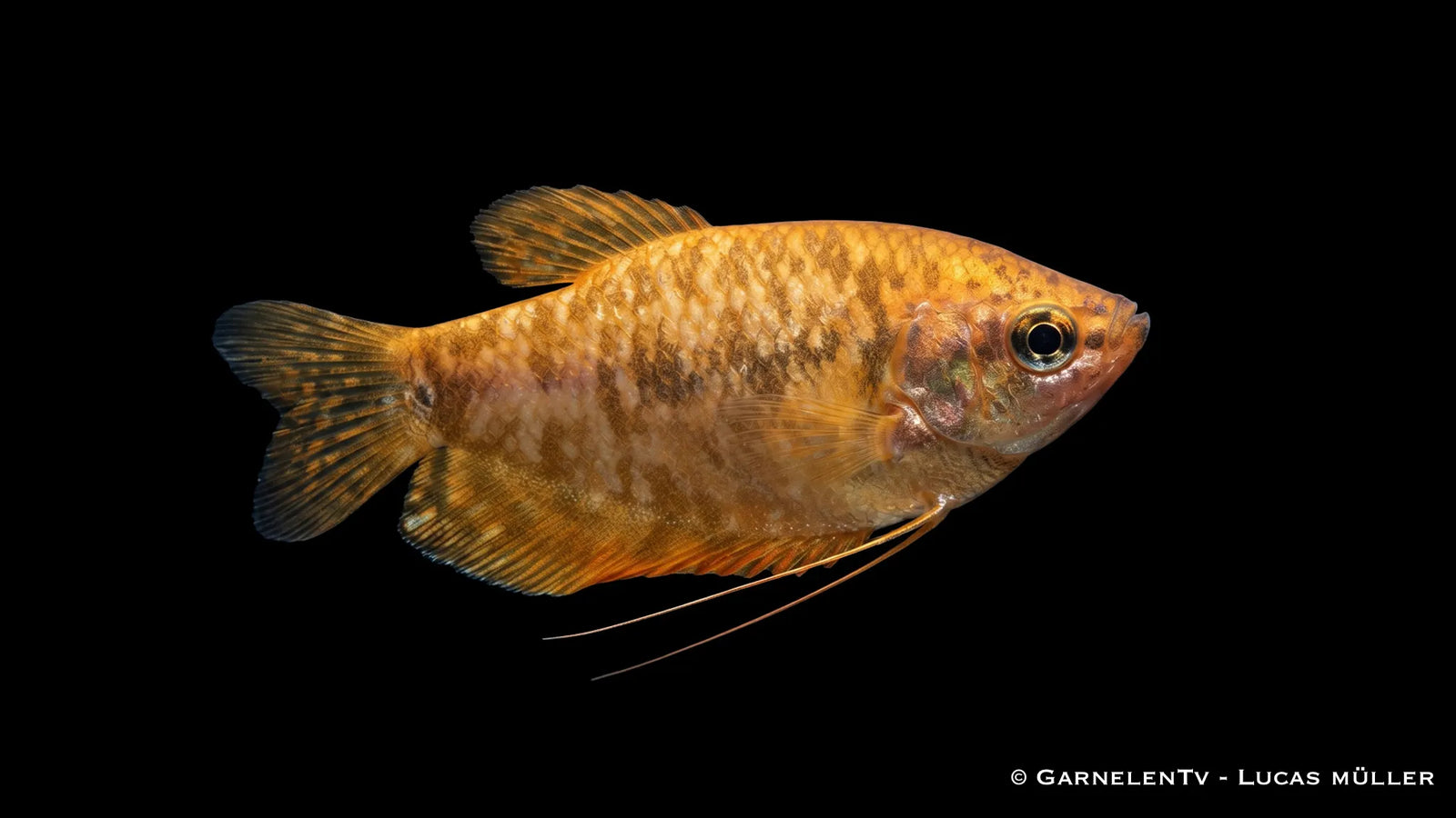 Marmorfadenfisch gold/orange - Trichogaster trichopterus

