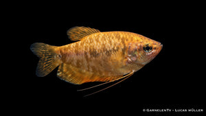 Marmorfadenfisch gold/orange - Trichogaster trichopterus
