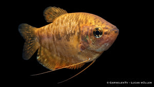 Marmorfadenfisch gold/orange - Trichogaster trichopterus im Aquarium