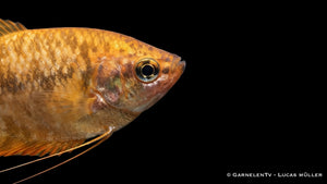 Marmorfadenfisch gold/orange - Trichogaster trichopterus Nahaufnahme im Aquarium