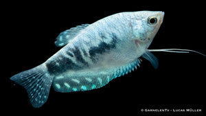 Marmorfadenfisch "Cosby" Trichogaster trichopterus im Aquarium
