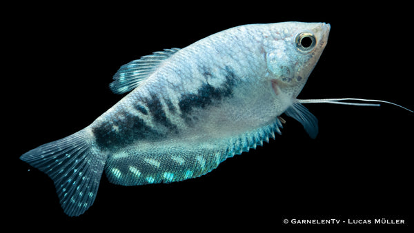 Marmorfadenfisch "Cosby" Trichogaster trichopterus im Aquarium
