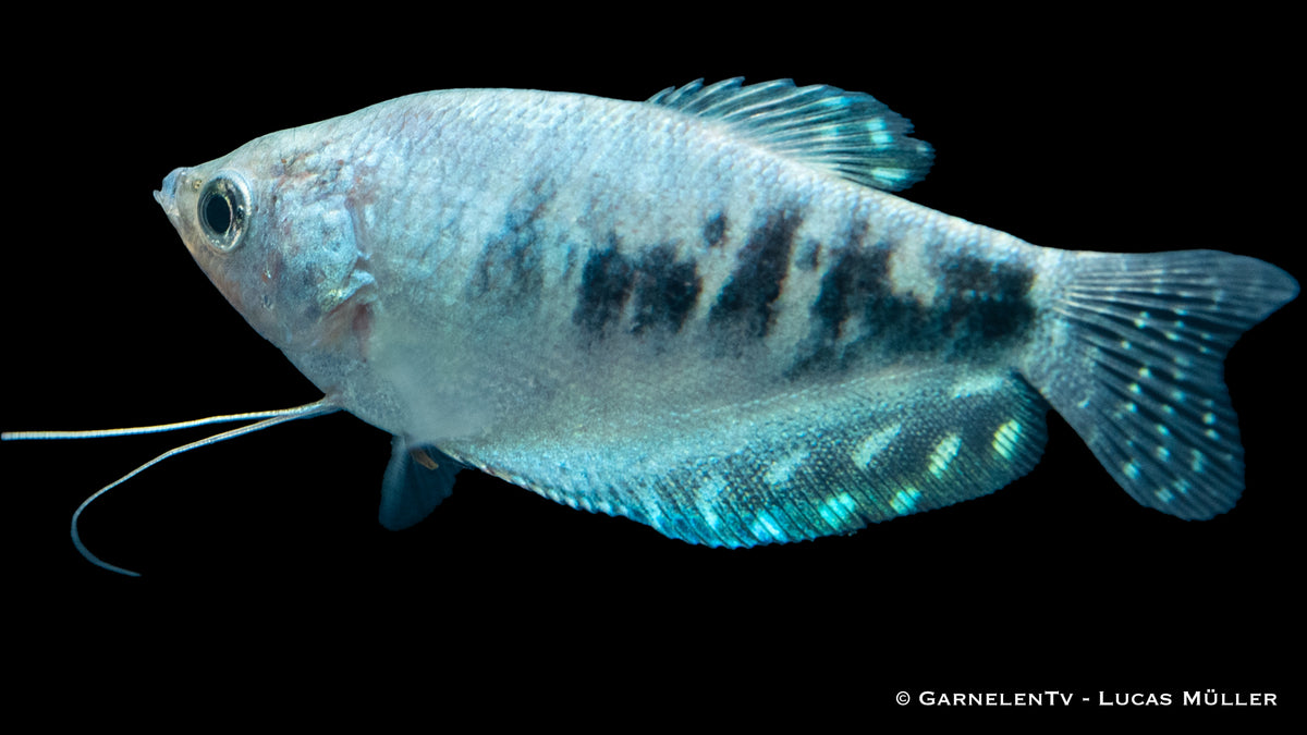 Marmorfadenfisch &quot;Cosby&quot; in seinem natürlichen Lebensraum