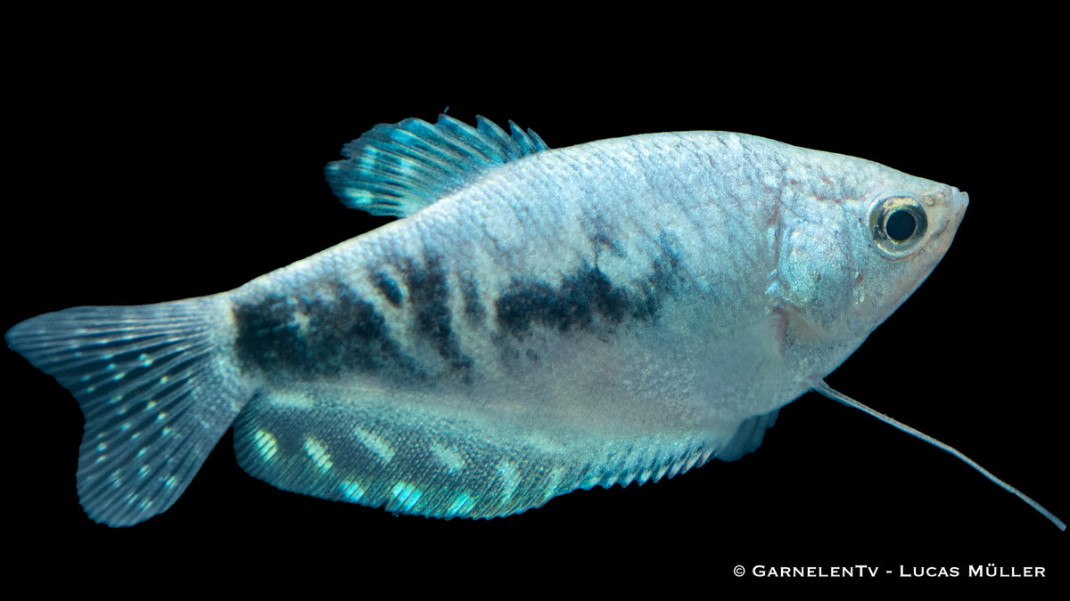 Marmorfadenfisch &quot;Cosby&quot; schwimmt in einem Aquarienbecken
