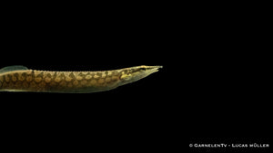 Marmorstachelaal - Mastacembelus armatus