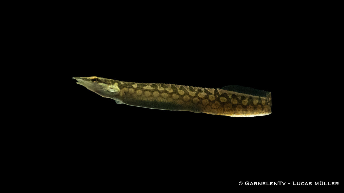 Marmorstachelaal - Mastacembelus armatus