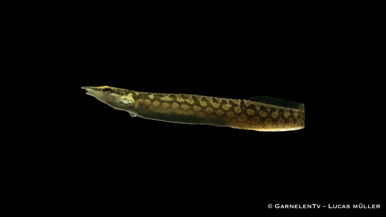 Marmorstachelaal - Mastacembelus armatus