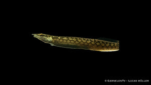 Marmorstachelaal - Mastacembelus armatus