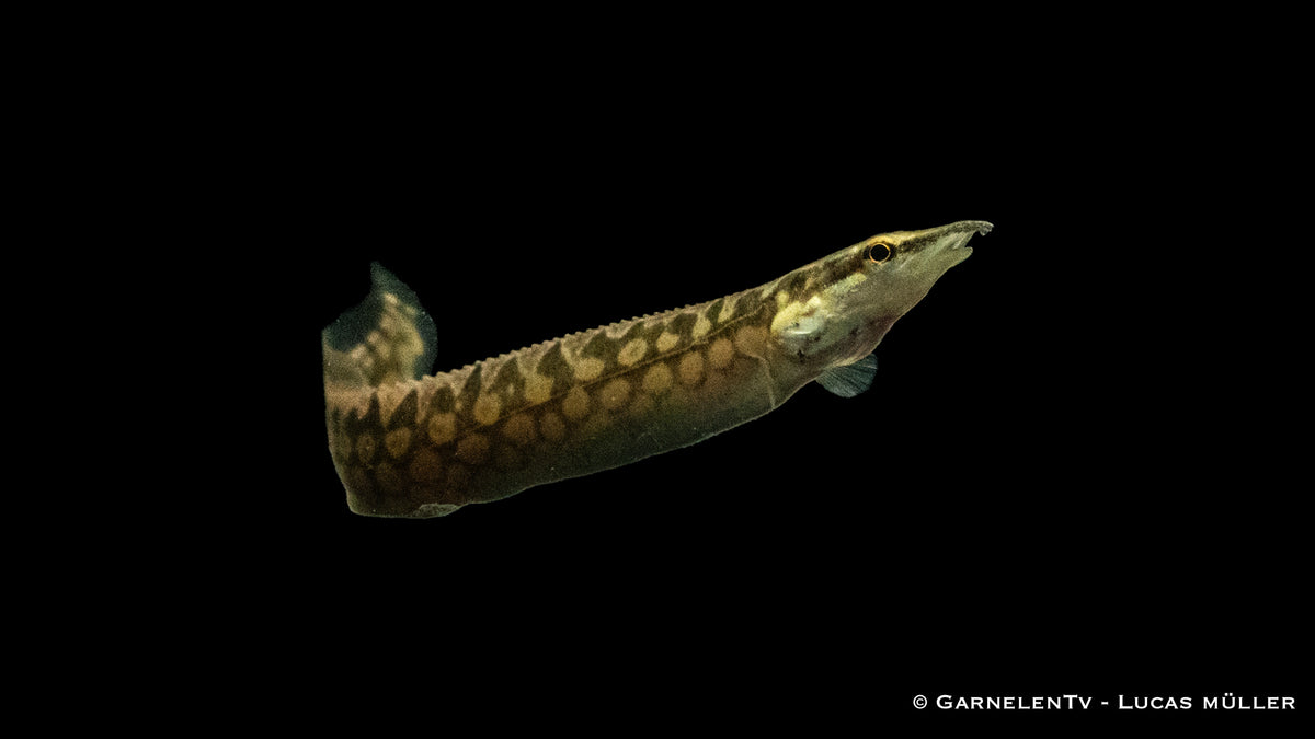 Marmorstachelaal - Mastacembelus armatus