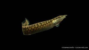 Marmorstachelaal - Mastacembelus armatus