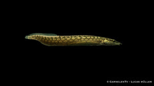 Marmorstachelaal - Mastacembelus armatus