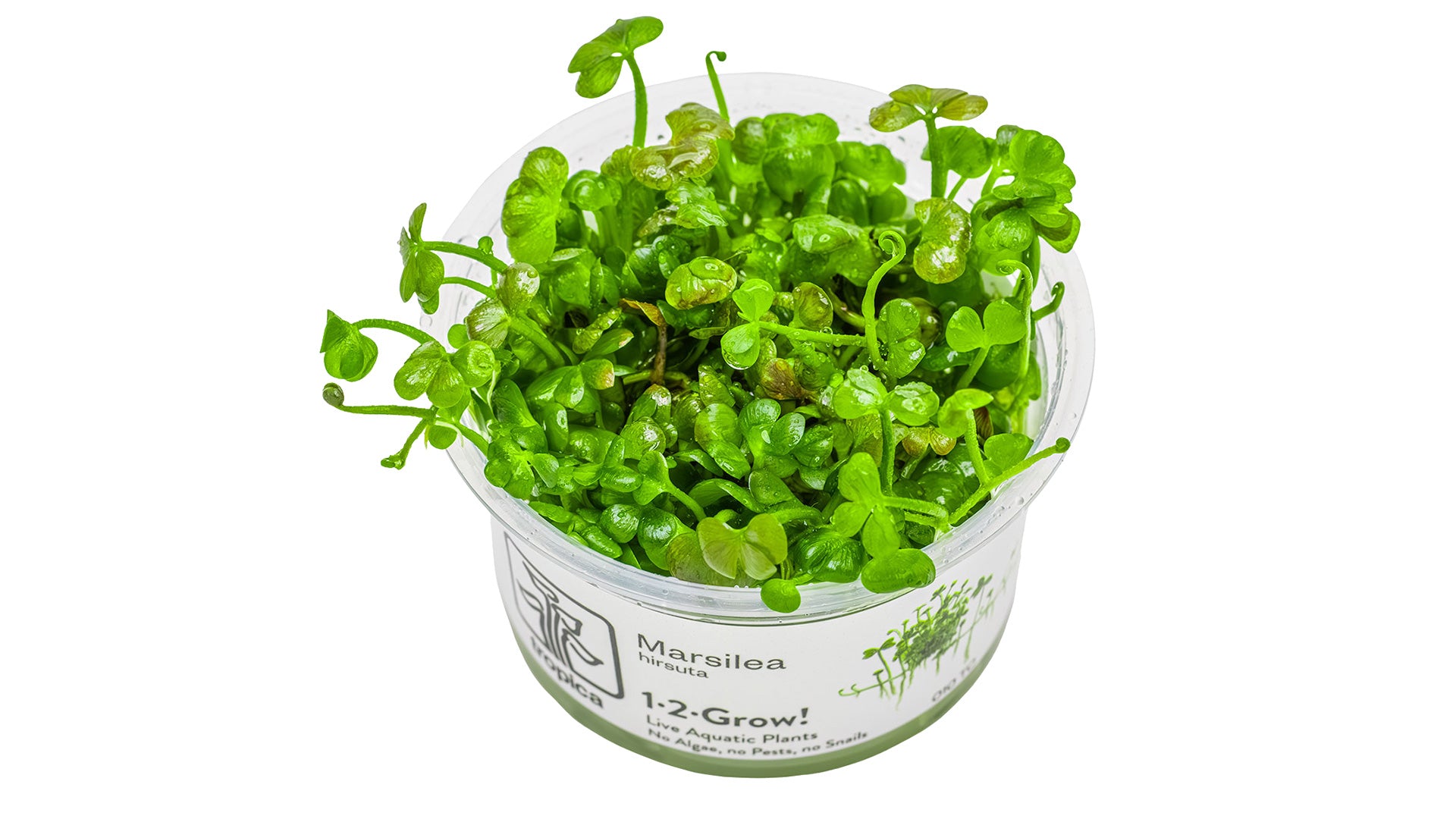 Marsilea hirsuta InVitro Pflanze