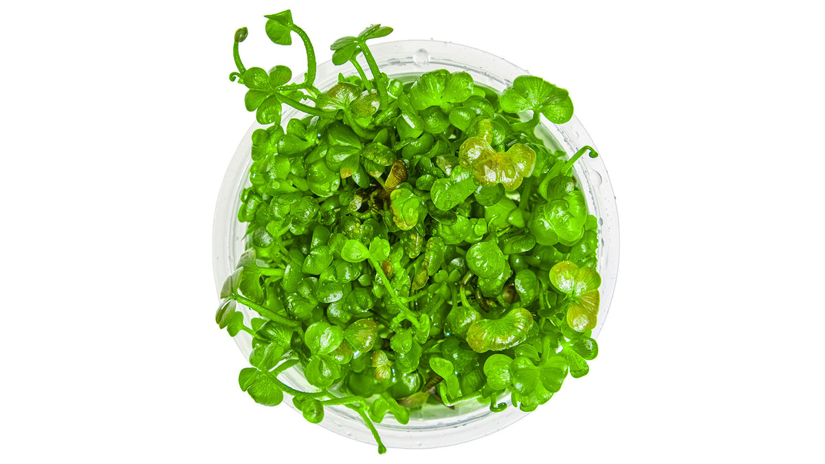 Marsilea hirsuta von oben