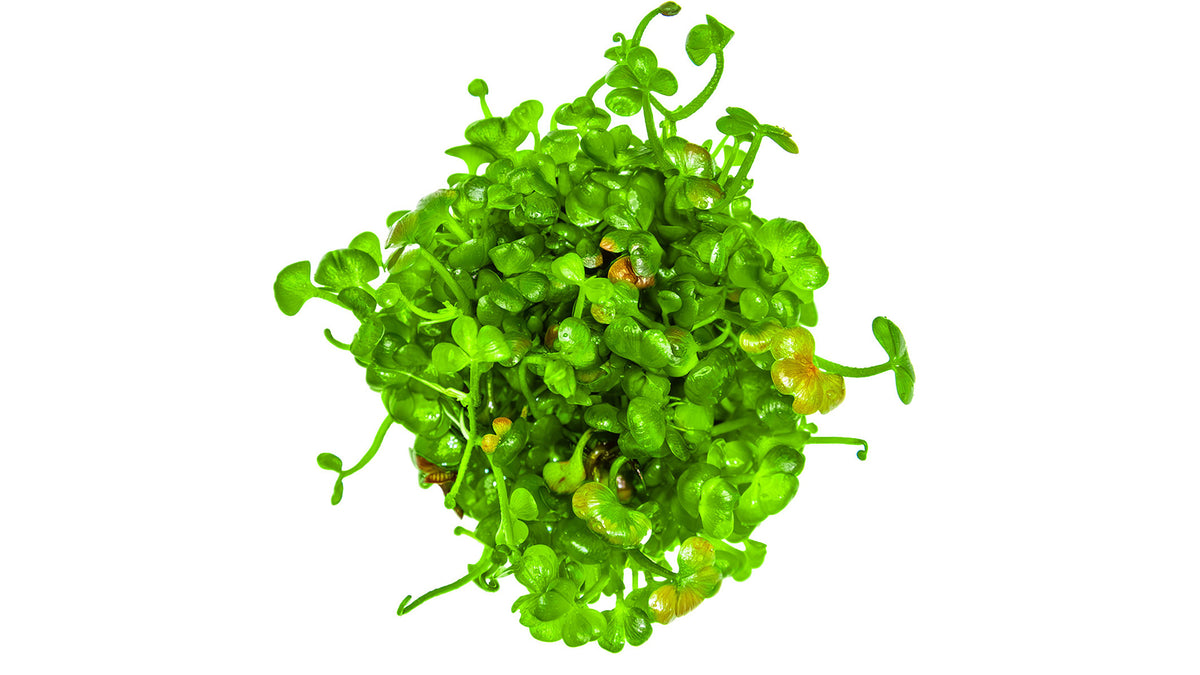 Marsilea hirsuta