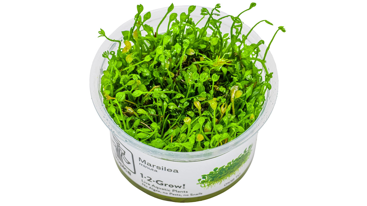 Marsilea minuta InVitro Pflanze