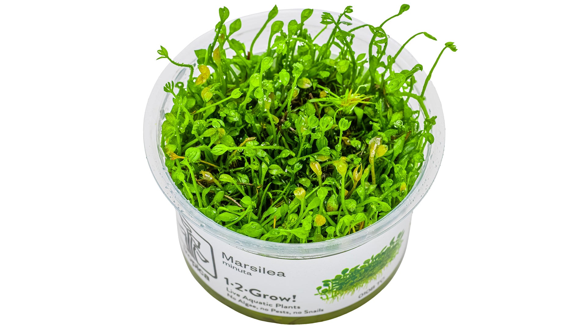 Marsilea minuta InVitro Pflanze