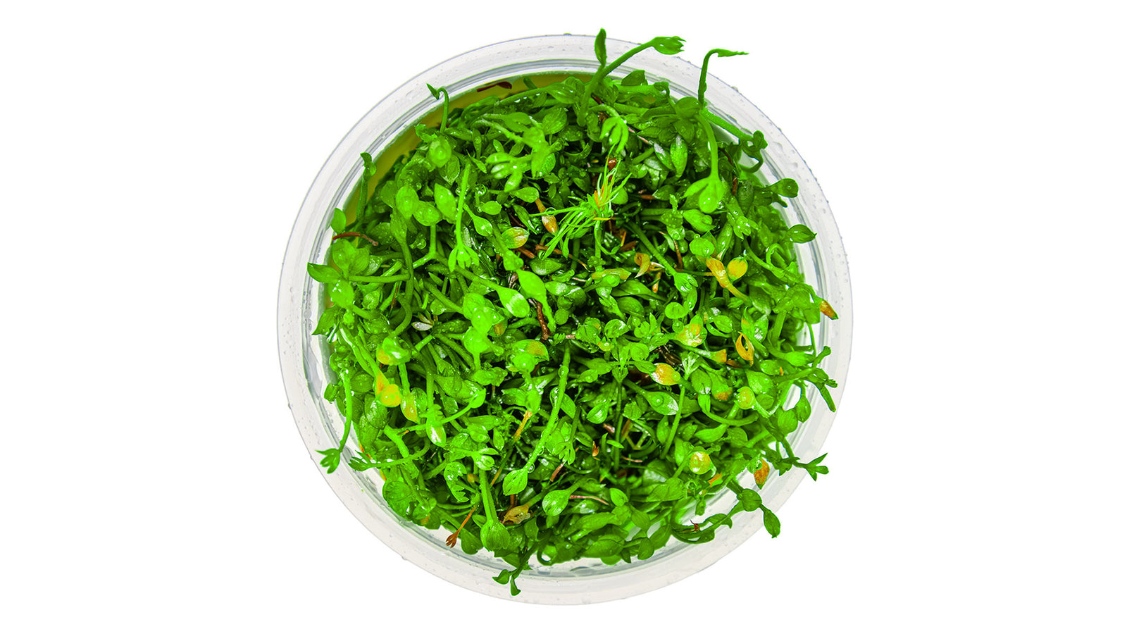 Marsilea minuta InVitro Pflanze