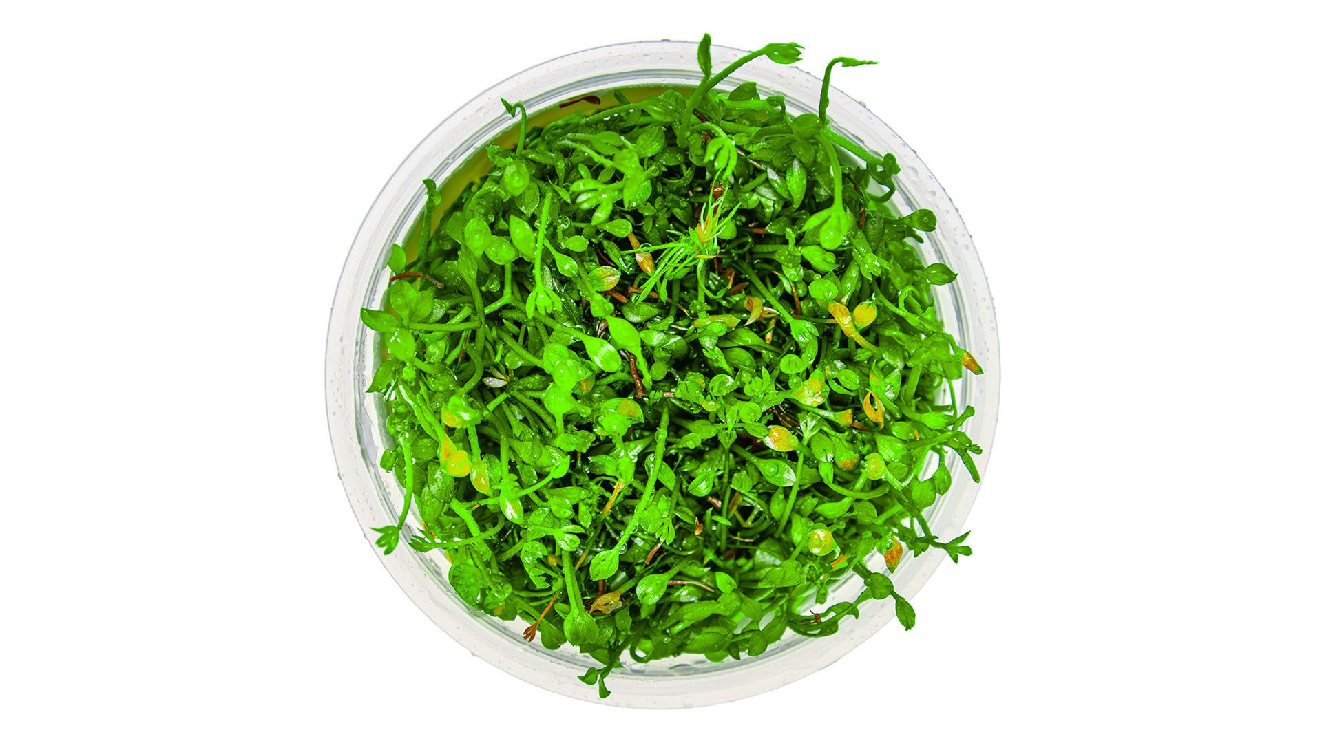 Marsilea minuta InVitro Pflanze