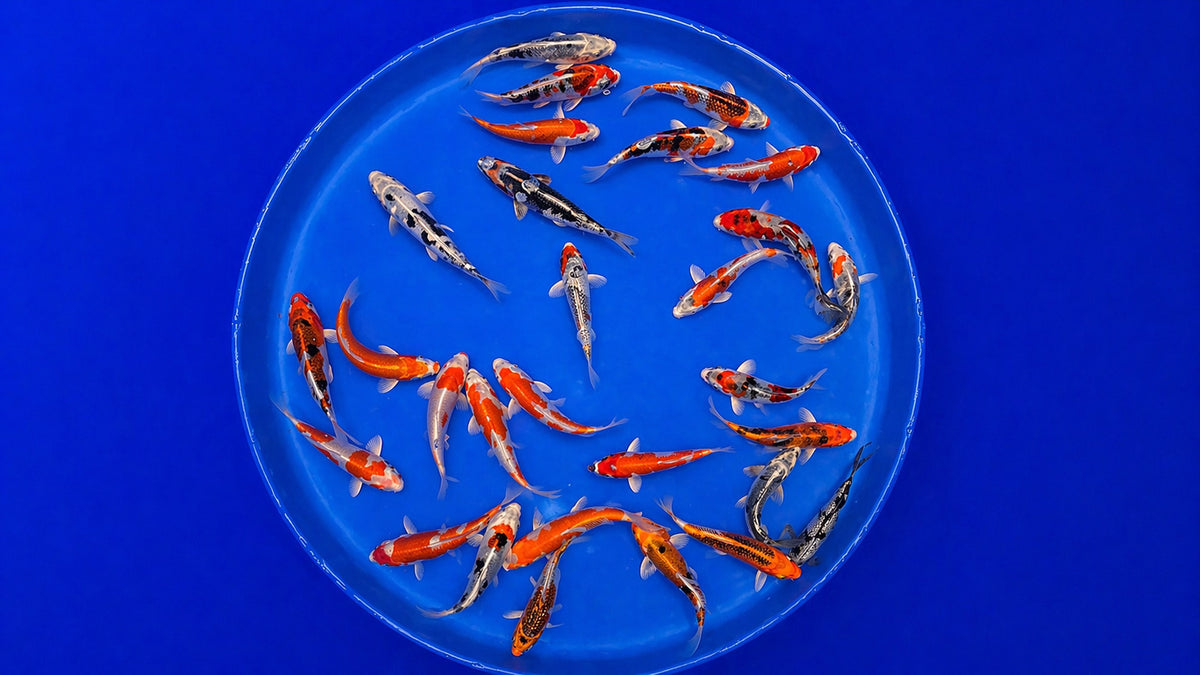 Japan Koi Marusaka Cyprinus carpio 12 bis 15 cm schwimmt im Aufzuchtteich