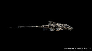 Loricaria similina als besonderer Hexenwels mit maulbrütendem Verhalten, flachem Körper und feiner Zeichnung für naturnahe Süßwasseraquarien
