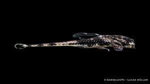 Maulbrütender Hexenwels Loricaria similina mit schlanker Körperform, langem Schwanzstiel und typischer Tarnfärbung auf sandigem Aquarienboden