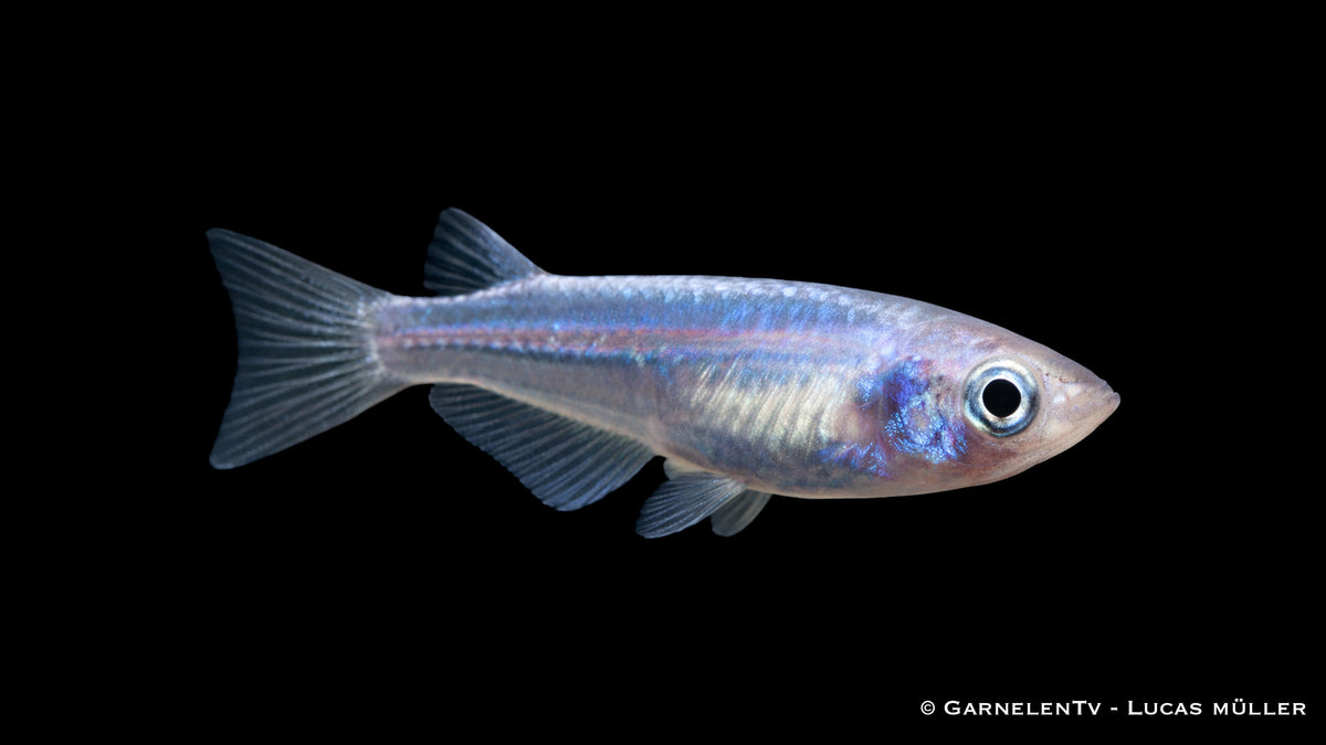 Gruppe blau gescheckter Medaka Reiskärpflinge im oberen Wasserbereich